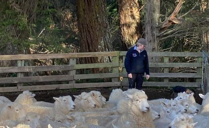 Brooke Sheep