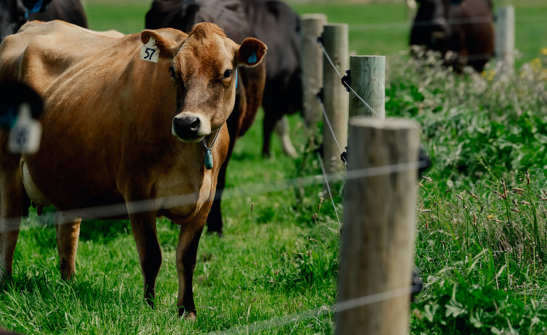 AshleyDeneResearchFarm48922