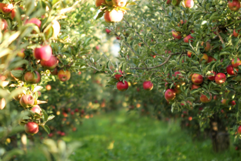 100+ types of fruit