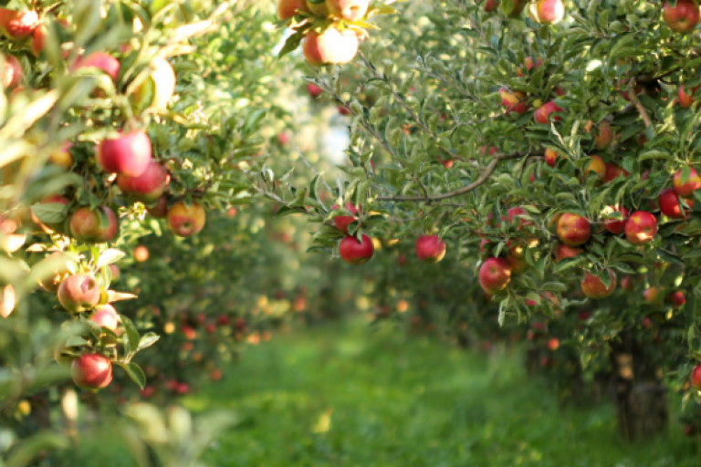 100+ types of fruit