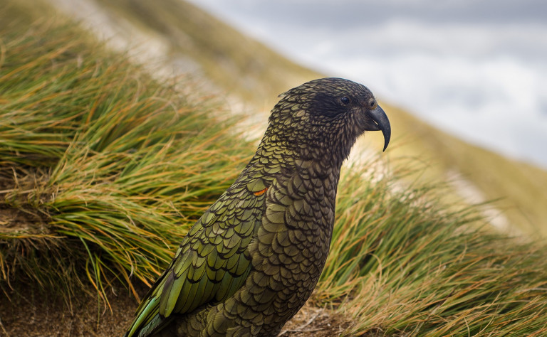 Centre for wildlife management and conservation edited