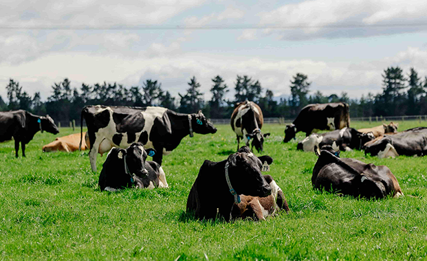 Dairy cow image for external web