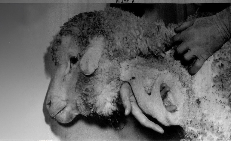 Eric espiner sheep wide