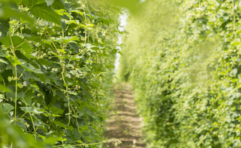 Hops Garden DSC8102