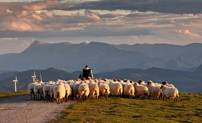 New future for grazing systems and pastoral industries