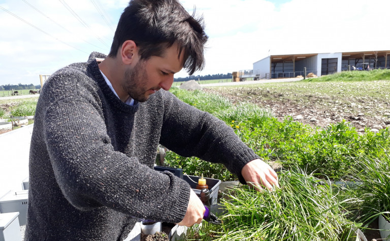 Pasture and fodder beet sample collection from the lysimeters