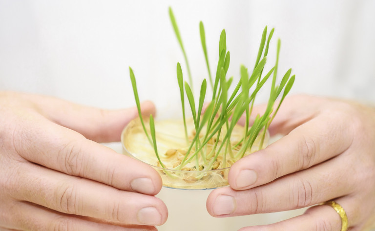 Plant Growth Petrie Dish DSC1848