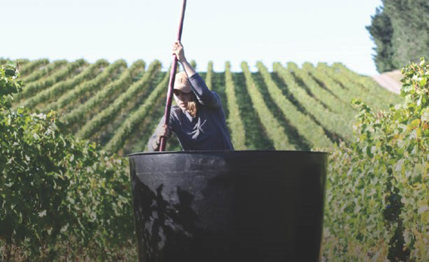 Greystone Wines 