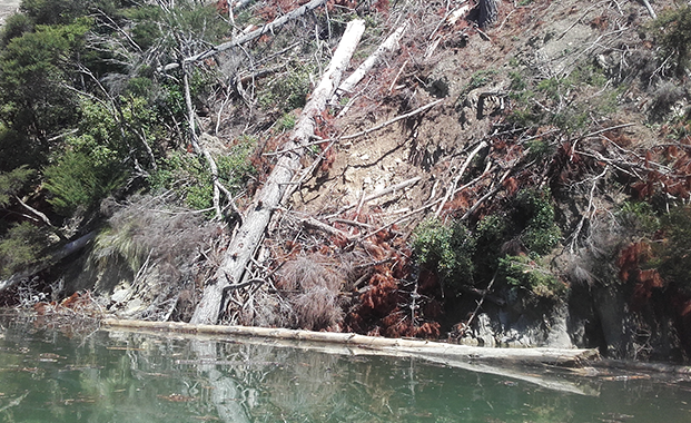 Steve Urlich's own image of forestry slash Jun25 FOR EXTL WEB.jpg
