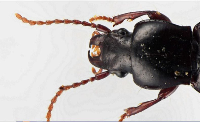 entomology 