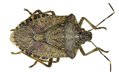 stink bug